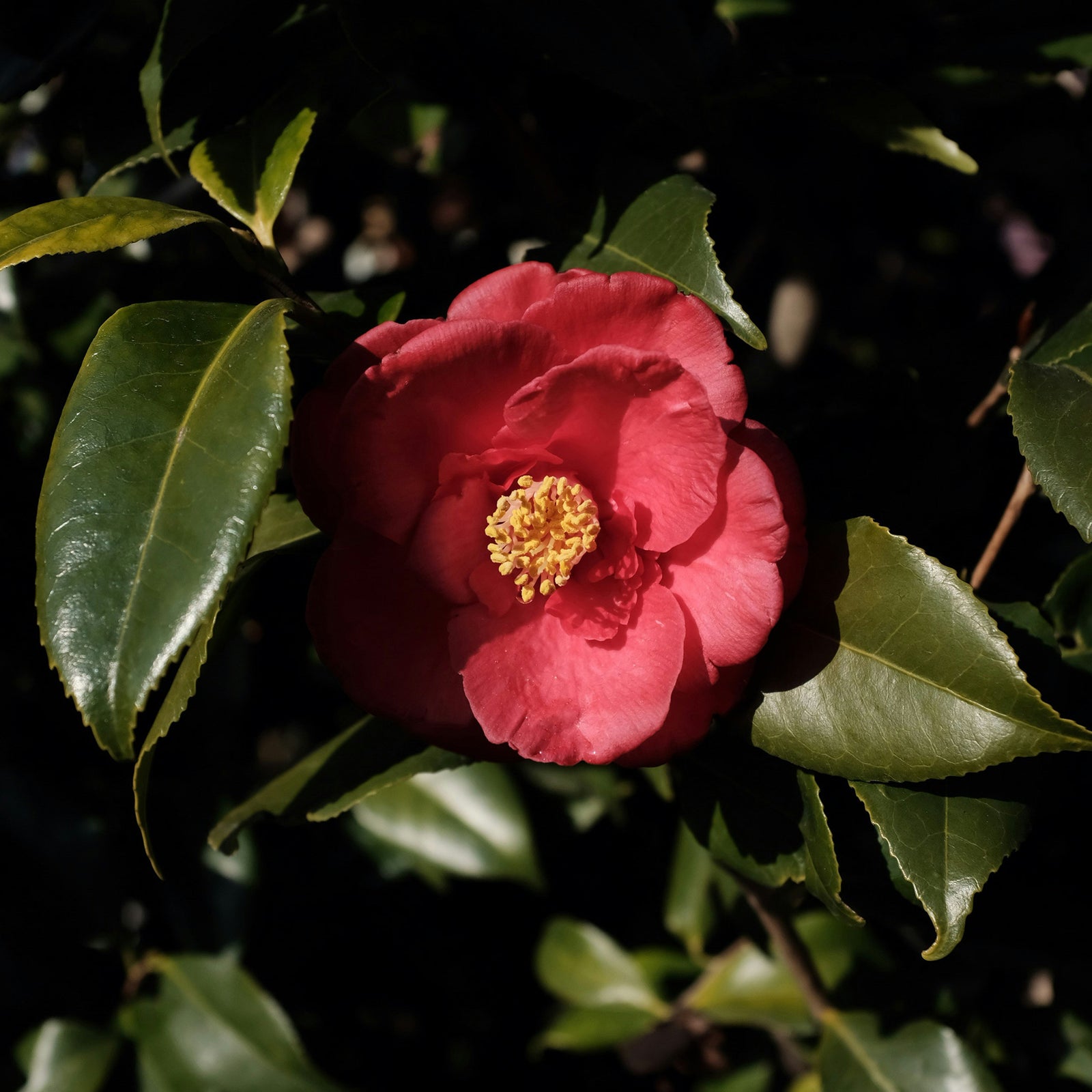 CAMELIA SQUALANE
